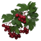 branch rowan by nataliplus - Free PNG Animated GIF
