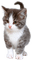 patymirabelle chat - png grátis Gif Animado