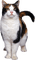 gato  dubravka4 - png gratis GIF animado