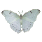 Papillon.Butterfly.Mariposa.gif.Victoriabea