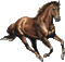 Horse - Bezmaksas animēts GIF animēts GIF