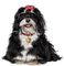 Kaz_Creations Christmas Dog Pup Dogs Colours - gratis png geanimeerde GIF