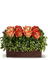 Kaz_Creations  Flowers Vase Plant
