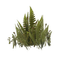 plants bp - Free PNG Animated GIF