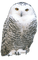 owl katrin - ilmainen png animoitu GIF