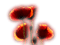 chantalmi fleur coquelicot rouge orange