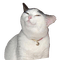 Smug cat - gratis png animeret GIF