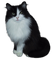 cat - zadarmo png animovaný GIF