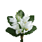 Fleurs.Bouquet.Flowers.Calla lilies.Victoriabea - Animovaný GIF zadarmo animovaný GIF