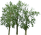 puu tree luonto nature - ingyenes png animált GIF
