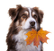 autumn dog automne chien - PNG gratuit GIF animé