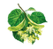 Linden Blossom - kostenlos png Animiertes GIF