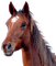 Kaz_Creations Horse