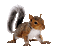 squirrel katrin - GIF animé gratuit GIF animé