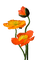 loly33 coquelicot - 免费PNG 动画 GIF