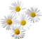 Kaz_Creations Flowers Flower - nemokama png animuotas GIF
