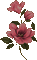 dark-pink flowers - Darmowy animowany GIF animowany gif