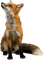 patymirabelle animaux renard - GIF animado gratis
