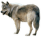 Kaz_Creations Wolf - ilmainen png animoitu GIF