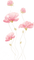 Coquelicots roses coquelicot rose fleur rose bulles fleurs roses Debutante nature pink flower pink poppy - PNG gratuit GIF animé