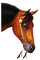 caballo - PNG gratuit GIF animé