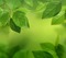 background green leaves - png grátis Gif Animado