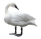 Swan - бесплатно png анимированный гифка