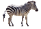 zebra bp - Ücretsiz animasyonlu GIF animasyonlu GIF