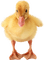 duck katrin - zadarmo png animovaný GIF