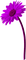 Flower.Purple - gratis png geanimeerde GIF
