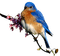 patymirabelle oiseau - zadarmo png animovaný GIF