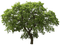 Baum - zdarma png animovaný GIF