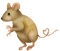 Kaz_Creations Mouse - Free PNG Animated GIF