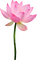 Lotus - 免费PNG 动画 GIF