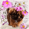 dog by nataliplus - bezmaksas png animēts GIF