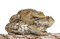 sammakko, frog - gratis png geanimeerde GIF