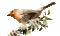 chantalmi oiseau bird gif - Nemokamas animacinis gif animuotas GIF