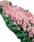 Pflanze - bezmaksas png animēts GIF