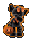 black n orange halloween cat - GIF animado grátis Gif Animado