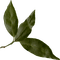 minou-leaves-blad-foglie - Free PNG Animated GIF