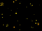 Podloga zvjezdice - Bezmaksas animēts GIF animēts GIF