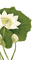 lotus flower  Bb2 - PNG gratuit GIF animé