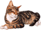 gato,cats-l - ücretsiz png animasyonlu GIF