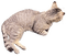 Long John the cat - Free PNG Animated GIF