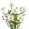 Tournesol94 fleur - gratis png animerad GIF