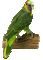 minou-bird-parrot-green