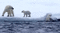 polar bear bp - Animovaný GIF zadarmo animovaný GIF