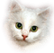 Jolie tête de chat - PNG gratuit GIF animé