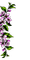 minou-flower-deco-purple - PNG gratuit GIF animé