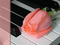 rose/piano - бесплатно png анимированный гифка